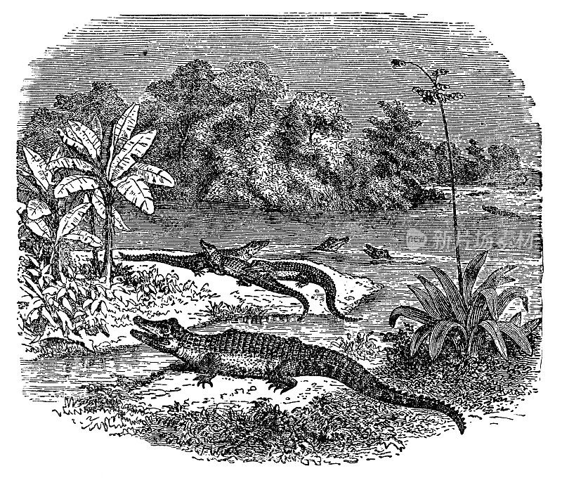 美洲短吻鳄(密西西比短吻鳄)- 19世纪